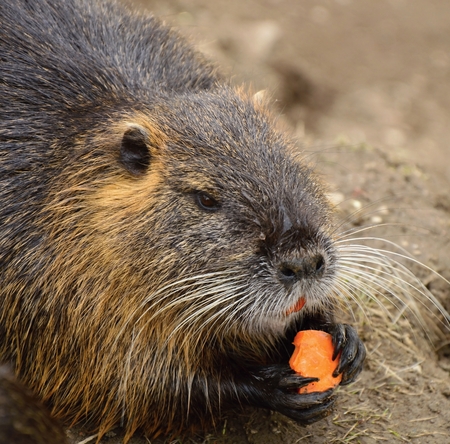 Nutriaの写真素材