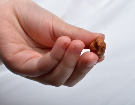 Hazelnuts