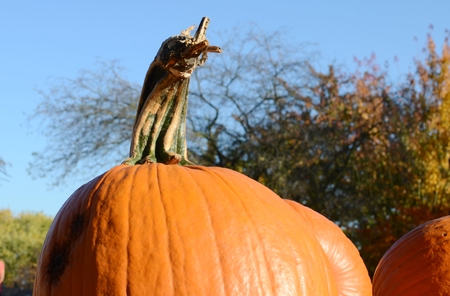 Pumpkinsの写真素材