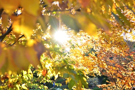 Autumn leaves