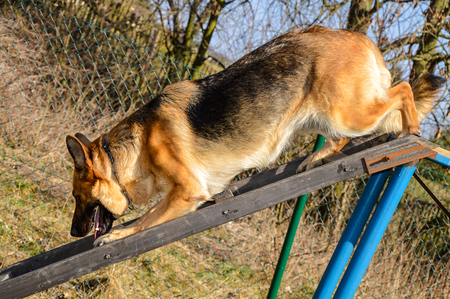 A German shepherd in a training course to rescue people.の写真素材