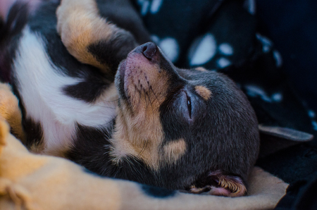 sleeping puppy of chihuahuaの写真素材
