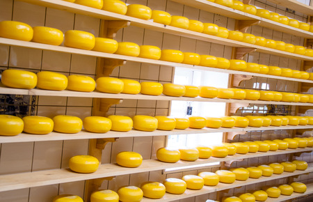 Cheese production in the countryside in Hollandの写真素材