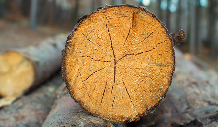 Detail of tree trunk lying in forest.