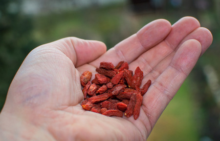 Focused on healthy goji fruit in hands
