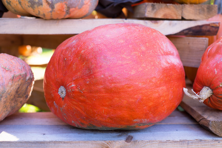 Different pumpkins as a symbol of autumn and hellowen.の写真素材