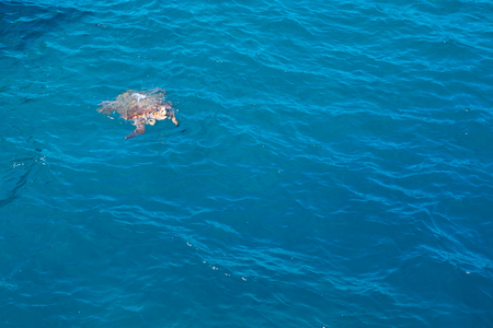 Kareta turtle swimming in the Greek sea near ship.の写真素材