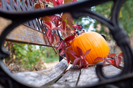Pumpkin as a symbol of autumn and hellowen.の写真素材