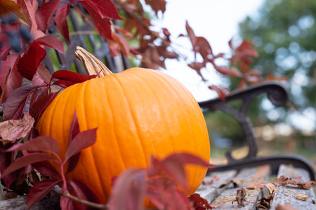 Pumpkin as a symbol of autumn and hellowen.の写真素材