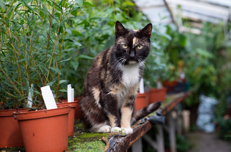 Cat in a large greenhouse at different flowers.の写真素材
