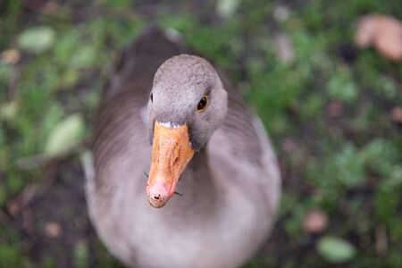 Duck looking into camera lens.の写真素材