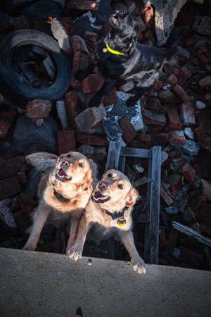 Dog looking for injured people in ruins after earthquake .
