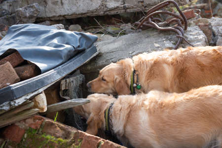 Dog looking for injured people in ruins after earthquake .の写真素材