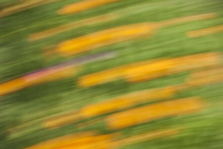 Background in the color flowersの写真素材