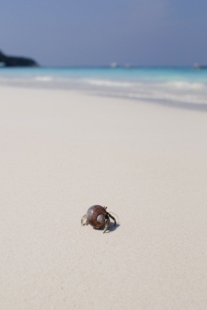 Hermit crab on white beach の写真素材