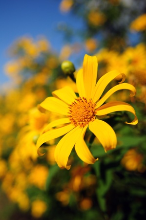 Tropical yellow flowers.の写真素材