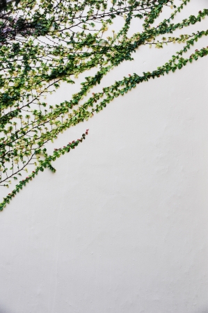 The Green Creeper Plant on a White Wallの写真素材