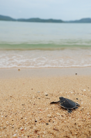 Little turtle go oceansの写真素材