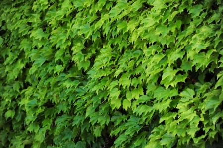 Wall of the leaves  Ivy