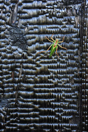 Dark Wood Background and Grasshopperの写真素材