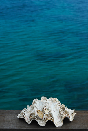Shell at the seaの写真素材