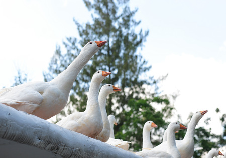 A lot of ducks