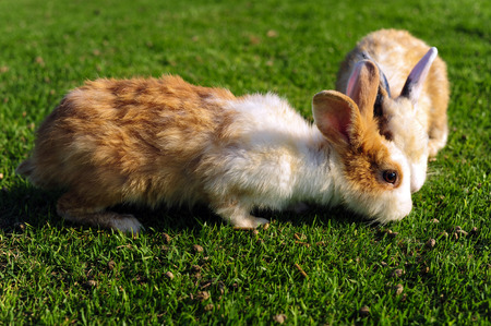 Rabbit in a green grassの写真素材