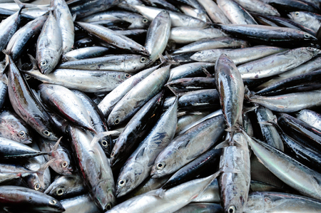 Mackerel Fish at the market