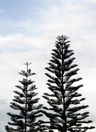 The dark silhouette of a tall pine tree against a cloudy skyの写真素材