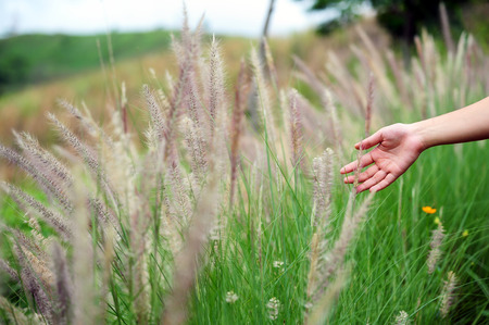 Hand touching a reed grass beautiful scene の写真素材