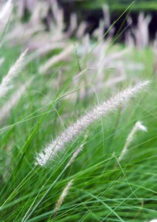 reeds grass の写真素材