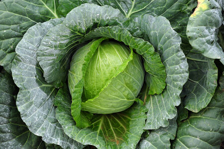 Close up fresh green cabbage with dew drops
