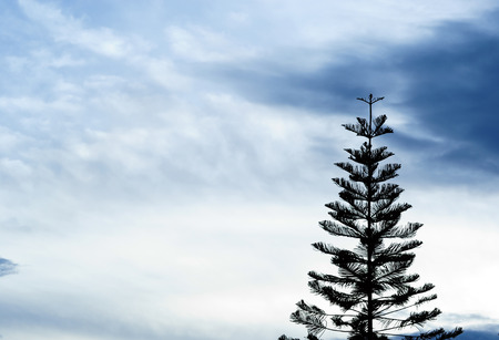 The dark silhouette of a tall pine tree against a cloudy skyの写真素材