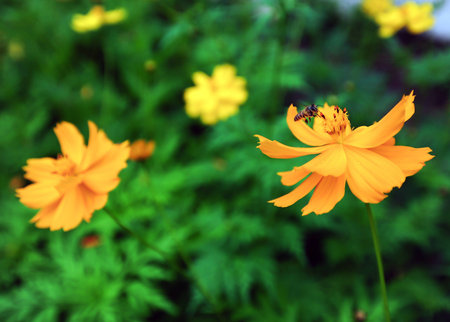 Bee drinking nectar from yellow flowersの写真素材