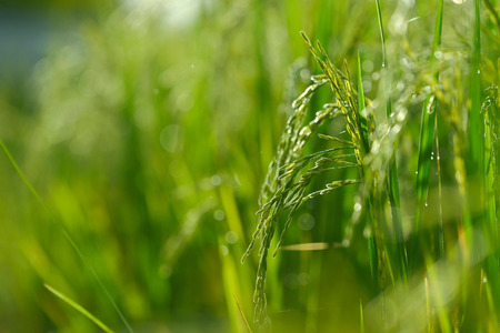 Drops of dew on rice grass in the morning