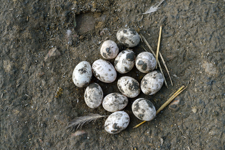 Fresh duck eggs in farmの写真素材