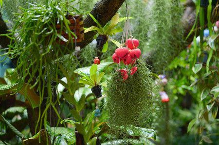Spanish Moss background (Tillandsia usneoides) in the thai gardenの写真素材