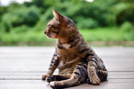 Thai cat relax on floorの写真素材