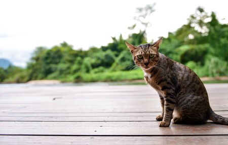 Thai cat relax on floorの写真素材