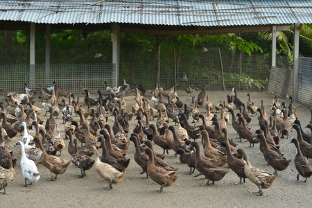 Lots of duck in local farm Thailandの写真素材