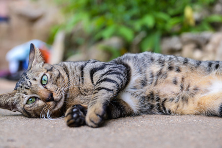 stray cat lying on the groundの写真素材