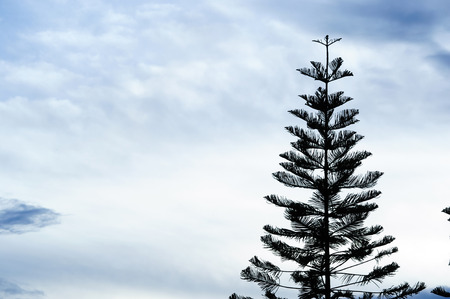 Silhouette Treeの写真素材