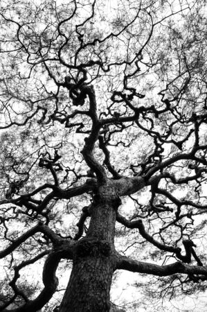 Branch of tree in Black and whiteの写真素材