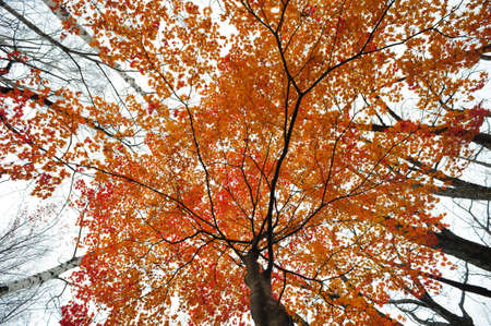 Beautiful autumn tree background