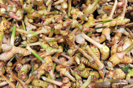 A lot of galangal for sale (thai herb)の写真素材