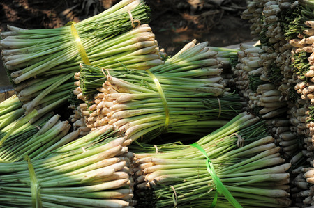 Lemon Grassの写真素材