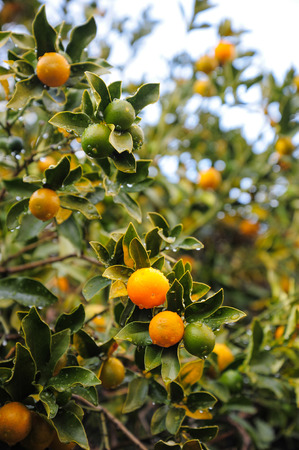 Oranges hanging tree in rainの写真素材