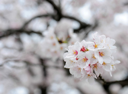 Beautiful white sakura blossomの写真素材