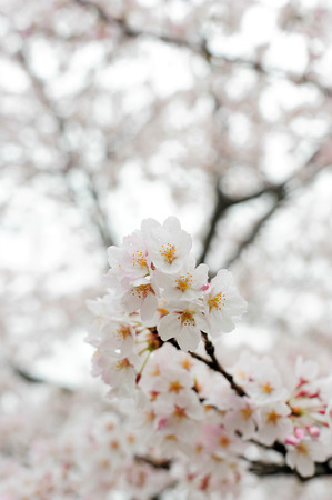 Beautiful white sakura blossomの写真素材