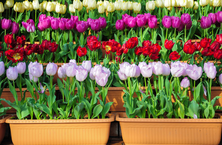 Colorful tulips in the garden.の写真素材